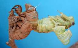 La cigale dploie ses ailes. The cicada spreads its wings